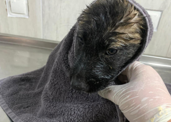 Su kanalında mahsur kalan 2 yavru köpek kurtarıldı