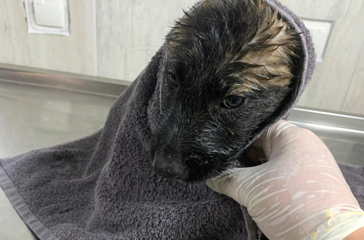 Su kanalında mahsur kalan 2 yavru köpek kurtarıldı