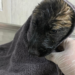 Su kanalında mahsur kalan 2 yavru köpek kurtarıldı