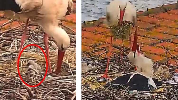 Yaren leylek ile Nazlı'nın 5 yavrusu oldu