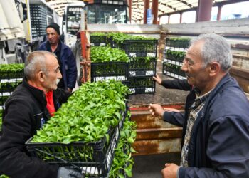 yüzde 50 hibeli sebze fidesi desteği üreticinin yüzünü güldürdü