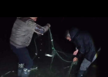 Van'da kaçak avlanan 100 kilo canlı inci kefali tekrar suya bırakıldı