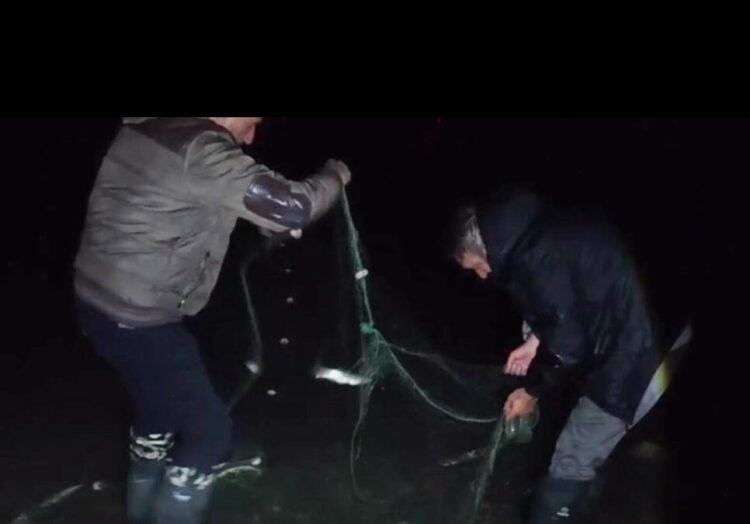 Van'da kaçak avlanan 100 kilo canlı inci kefali tekrar suya bırakıldı