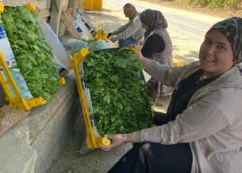 Alaşehir'de asma yaprağı üreticiye can suyu oldu