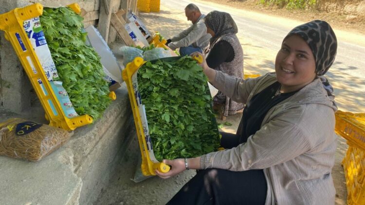 Alaşehir'de asma yaprağı üreticiye can suyu oldu