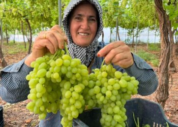 Mersin'de ilk hasadı yapılan üzüm, kilosu 600 TL’ye ihraç edildi