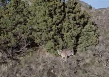 Erzurum Oltu'da arazideki vaşak dronla görüntülendi