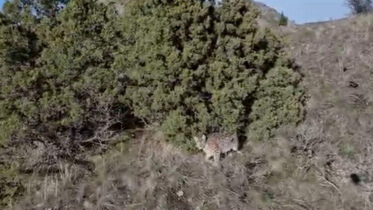 Erzurum Oltu'da arazideki vaşak dronla görüntülendi