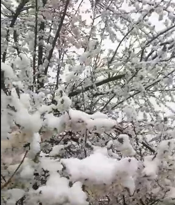 Sivas’ta yüksek kesimlere kar yağdı