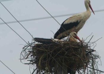 İçerisinden elektrik kabloları geçen leylek yuvası yeniden kuruldu
