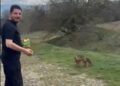 Tilkinin kek yediği anlar kamerada