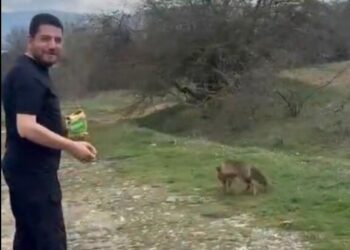 Tilkinin kek yediği anlar kamerada