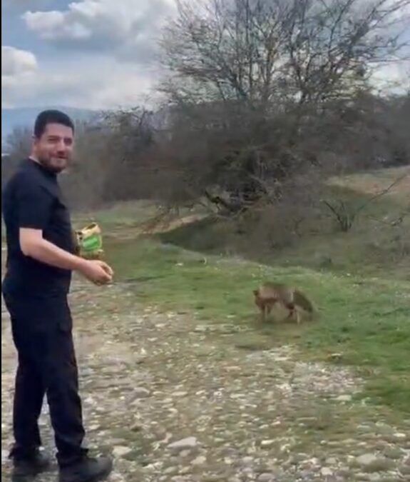 Tilkinin kek yediği anlar kamerada