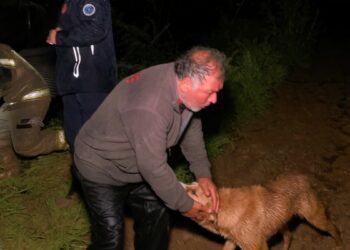 Bursa'da taşan dere çiftliği bastı: Mahsur kalan çiftçi ve köpeği kurtarıldı