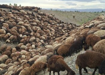 Arılar sürüye saldırdı, peş peşe eğimli alana yuvarlanan bine yakın koyun öldü