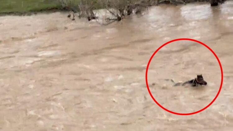 Çayda akıntıya kapılan atın kıyıya çıkıp kurtulduğu anlar kamerada