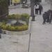 Polislerin ‘heimlich’ manevrası ile hayata tutundu; o anlar kamerada