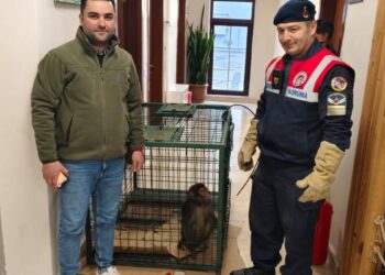 Köy yolunda bulunan 'Hint şebeği' cinsi maymun koruma altına alındı