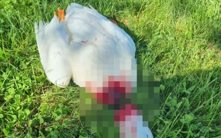 Nevşehir'de başı kesilmiş kaz bulundu