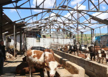 Fırtınada devrilen duvarın altında kalan besici: Sağ çıktığım için şükrediyorum