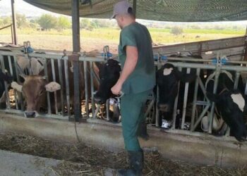 Aydın’da şap hastalığı: 17 mahallede karantina tedbirleri alındı