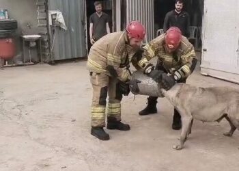Bursa'de başı hava filtresine sıkışan köpek itfaiye tarafından kurtarıldı