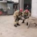 Bursa'de başı hava filtresine sıkışan köpek itfaiye tarafından kurtarıldı