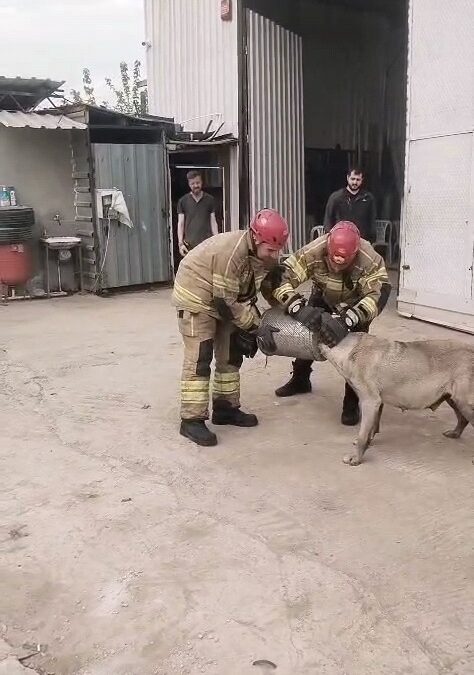 Bursa'de başı hava filtresine sıkışan köpek itfaiye tarafından kurtarıldı