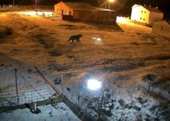 Bozayı evin bahçesine girdi, kızıl tilki çöpte yiyecek aradı