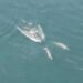Tekirdağ açıklarında yunus sürüsü dronla görüntülendi