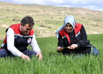 Yağışlar nedeniyle tarımda 'sarı pas' alarmı