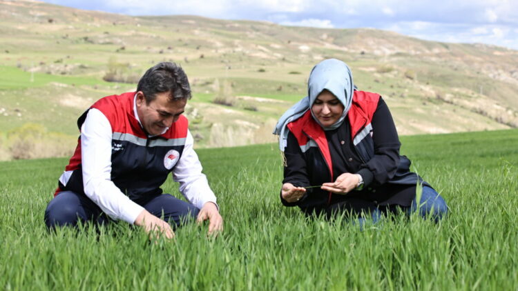 Yağışlar nedeniyle tarımda 'sarı pas' alarmı