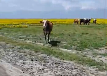 Koruma altındaki Eber sarısının yetiştiği alanda hayvan otlatılmasına inceleme