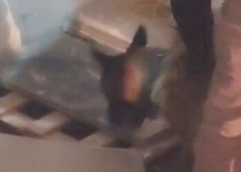 İş yerindeki uyuşturucuyu narkotik köpeği 'Zeus' buldu