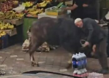 Kaçan mandanın boynuz darbeleriyle yaralandı