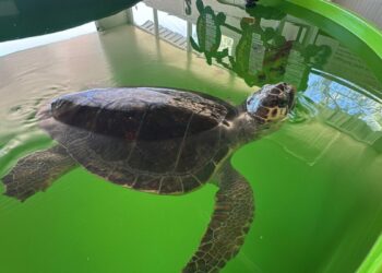 Tatilcilere 'caretta caretta' uyarısı