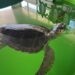 Tatilcilere 'caretta caretta' uyarısı