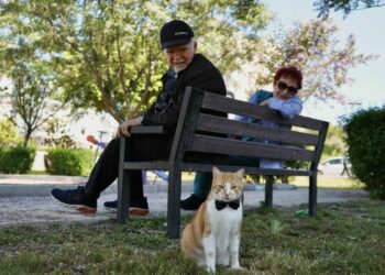 Papyonlu kedi 'Foça', emekli çiftin hayatını değiştirdi