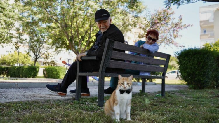 Papyonlu kedi 'Foça', emekli çiftin hayatını değiştirdi