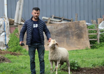 Bolu'daki kurban pazarlarında hareketlilik başladı