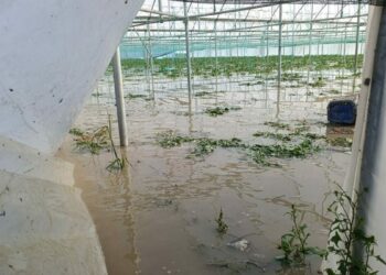 Amasya’da su taşkınları; seralar ve tarım arazileri zarar gördü