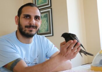 Yaralı bulunan ebabiller tedavi edilip doğaya salındı