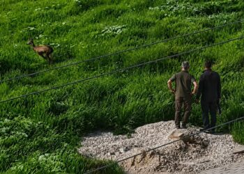 Kırşehir'de kent merkezine inen karaca kamerada