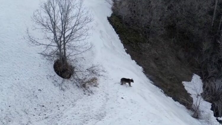Bozayının yamaçtan inerken kaydığı anlar kamerada