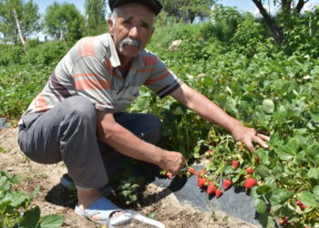 Niğdeli çiftçi, geleneksel ürün olan elmadan vazgeçti, çilek üreticisi oldu