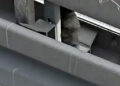 Avcılar’da metrobüs yolundaki bariyerlere giren kedi kurtarıldı
