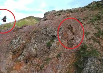 Kartal, ayı ve yavrularını takip etti; o anlar dronla görüntülendi