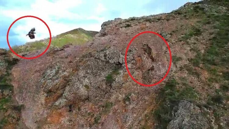 Kartal, ayı ve yavrularını takip etti; o anlar dronla görüntülendi