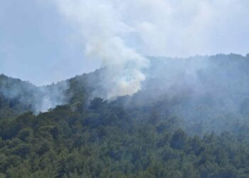Muğla'da orman yangını