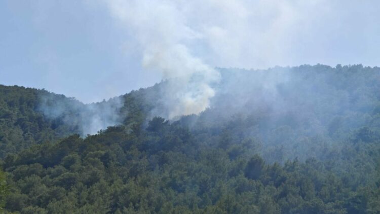 Muğla'da orman yangını